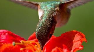 Hand feeding hummingbirds  Raw Video [upl. by Ronoh959]