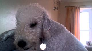 Bedlington Terrier Barking [upl. by Ethelind]