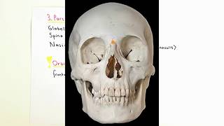 ANATOMİ12KONUCranium Frontal Kemik [upl. by Sutsugua]