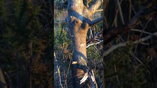 Alder Buckthorn Frangula alnus  central branches  January 2018 [upl. by Lahpos]