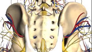 Anatomy of posterior iliac crest bone marrow biopsy [upl. by Leahcimluap]