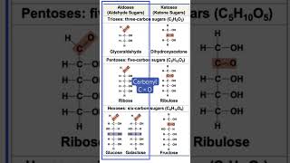 Aldoses vs Ketoses simplified see full lecture biology science [upl. by Vivl]