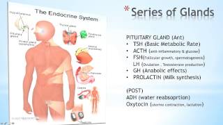 Introduction To The Endocrine System [upl. by Mayce]