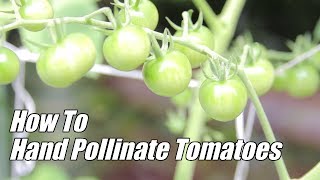 How To Hand Pollinate Tomatoes [upl. by Bassett]