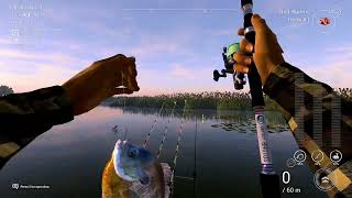 Fishing Planet  Everglades  Bluegill Trophy [upl. by Ehman725]