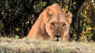 Grasslands Stealing meat from the mouths of lions  Human Planet [upl. by Towbin]