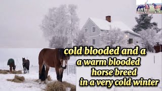 THE DIFFERENCE OF COLD BLOODED TO WARM BLOODED HORSE BREED [upl. by Kama720]