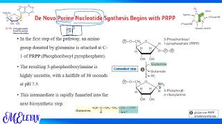 Biosynthesis and Degradation of Nucleotides Part 2 [upl. by Nierman]