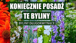 6 bylin do ogrodu które mega długo kwitną Musisz je mieć [upl. by Tenahs]