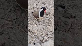 tatiri calling chick  red wattled lapwing [upl. by Filiano500]