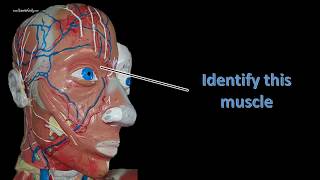 head neck and torso muscle review for anatomy practical exam [upl. by Llenrrad897]