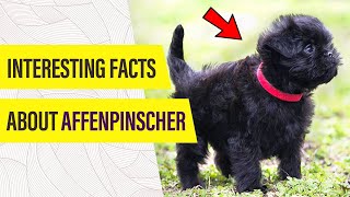 Affenpinscher Dog  WHAT MAKES THEM UNIQUE 🤫 [upl. by Wier716]