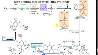 Pyrimidine Metabolism  Dr Mahmoud Ettaweel [upl. by Arhsub]