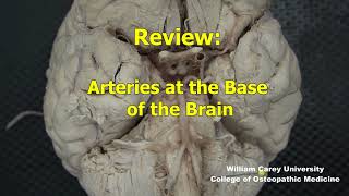 Arteries at the base of the brainneuroanatomy arteries medicalstudentblood supplyhumanbrain [upl. by Paulson]