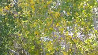 Quaking Aspens One of my Favorite Sounds [upl. by Nraa]