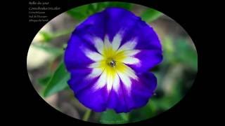 Belledejour Convolvulus tricolor [upl. by Cherianne688]