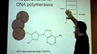 Why is DNA replicated 5 to 3 [upl. by Nae]