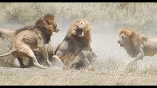 Fight of 4 lions vs 1 part I of V [upl. by Ahsiet227]