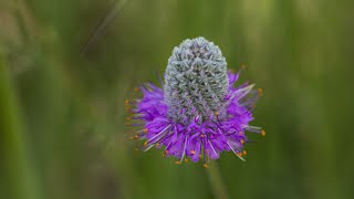 Purple Prairie Clover Dalea Purpurea [upl. by Scherle]