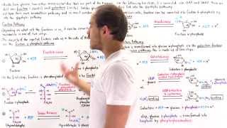 Fructose and Galactose Breakdown Pathways [upl. by Vickie]