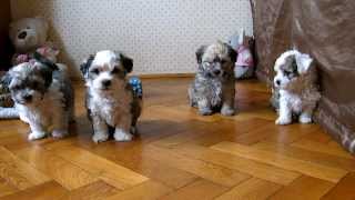 bichon havanese puppies [upl. by Ahmad708]