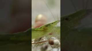 Caridina cfbabaulti  Babaulti green Floraquatic [upl. by Fahland595]