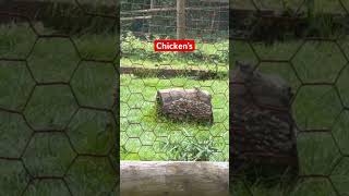 Chicken’s at Woodlands Family Theme Park [upl. by Eniad]