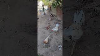 White Kelso an spangled game chickens trying to stay cool [upl. by Avaria]