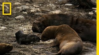 Sea Lion Mating Season  Untamed Americas [upl. by Eluj]