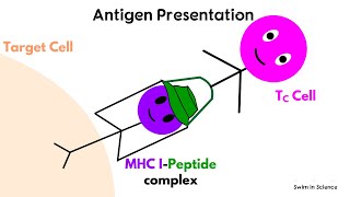 Antigen processing and presentationCytosolic or Endogenous pathway [upl. by Esorbma]