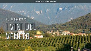 I vini del Veneto  Tannico Flying School [upl. by Mcclain538]