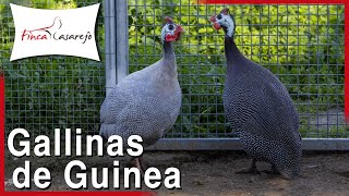 Características de la Gallina de Guinea o Pintada Común [upl. by Loreen]