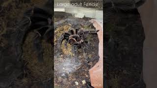 Lasiodora parahybana Guide tarantula lasiodoraparahybana birdeater bigspider nature [upl. by Hselin918]