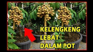 PANDUAN LENGKAP TANAM KELENGKENG AGAR BERBUAH LEBAT DI POT  HOW TO PLANT LONGAN FROM SEED AT HOME [upl. by Bindman46]