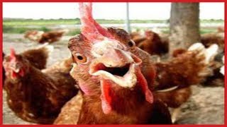 FUNNY Roosters Crowing Compilation ✔ [upl. by Othilie4]