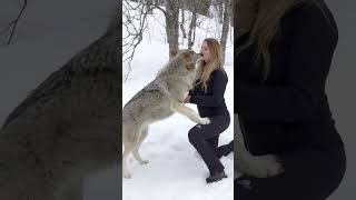 GIRL HOWLS WITH GIANT WOLVES [upl. by Arretal]