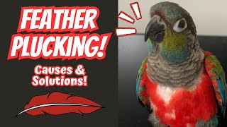 Parrot Feather Plucking  Causes amp Solutions  TheParrotTeacher [upl. by Notlaw]