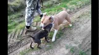 Staffordshire bull terrier  Battle Staffy vs Amstaff [upl. by Onifur]