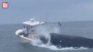 Buckelwal versenkt ein Fischerboot vor der Ostküste der USA  Spektakuläres Video [upl. by Zitah]