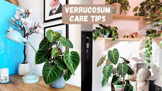 Philodendron Verrucosum Care Tips [upl. by Anyaled406]