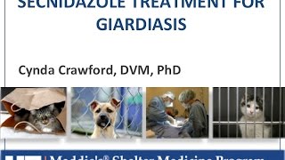 Vet to Vet Secnidazole for Giardiasis  conference recording [upl. by Elvah]