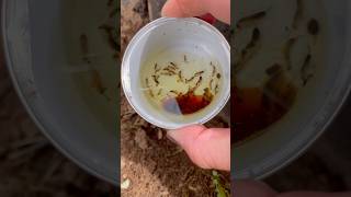 Earwig Oil Trap [upl. by Krauss189]