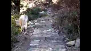 Mahavatar Babaji Cave Himalayas INDIA [upl. by Fisken]