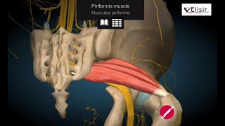 Humerusi Anatomia e NjeriutGjymtyra e sipermePjesa 1 [upl. by Ansilme]