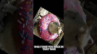 capybara edit funny memes viral fyp foryou capybara animals [upl. by Idak]