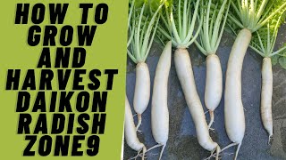 How To Grow and Harvest Daikon Radish  Zone 9 [upl. by Miru157]