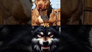 PITBULL 🆚 WOLF DOBERMAN TIBETAN MASTIFF CANE CORSO KOREAN MASTIFF ENGLISH MASTIFF HYNA shorts [upl. by Aanas]