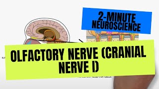 2Minute Neuroscience Olfactory Nerve Cranial Nerve I [upl. by Leilamag]