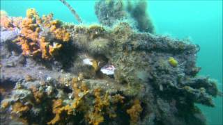 Northern Bay Discovery Dive  Barge [upl. by Nahtanod]