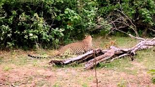 Maduru Oya National Park in Sri Lanka [upl. by Iover]